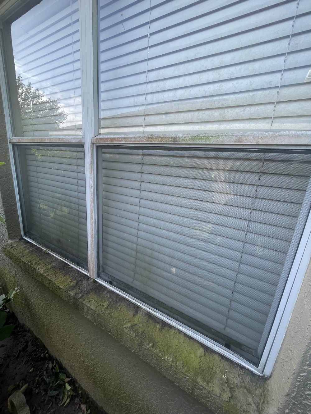 Window Washing Service in Chavel, Tampa, FL — Crystal Clear Views for Your Home